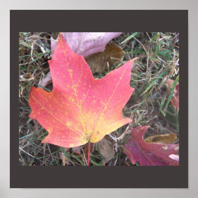 Red Yellow Autumn Leaf Poster (Front)