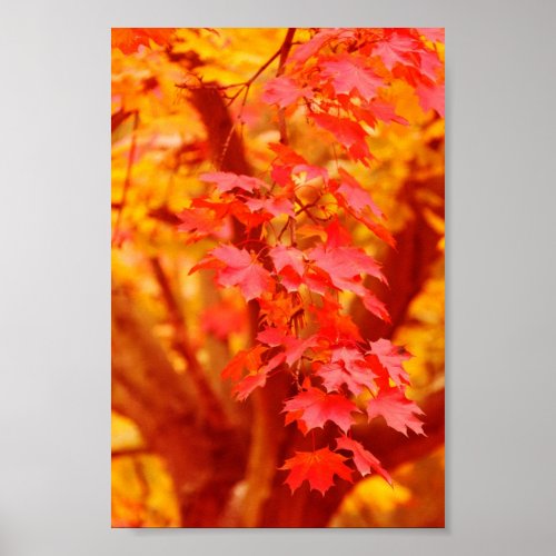 RED YELLOW AUTUMN LEAVES FALL MAPLE NATURE BEAUTY POSTER