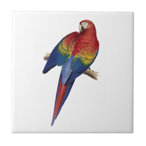 Red Yellow Blue Macaw Parrot Tile