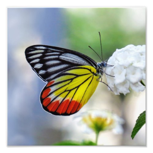 Red yellow butterfly Painted Jezebel Photo Print