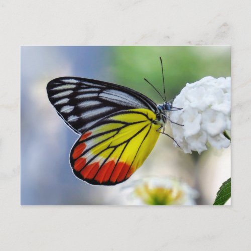 Red yellow butterfly Painted Jezebel Postcard