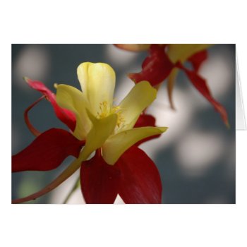 Red & Yellow Card by pulsDesign at Zazzle