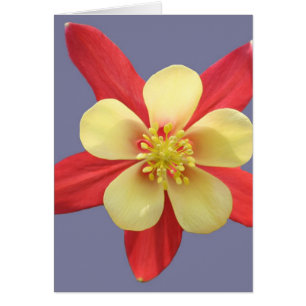 Red & Yellow Columbine Flower Cards
