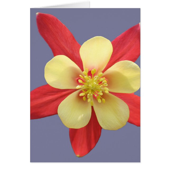 Red & Yellow Columbine Flower Cards (Front)