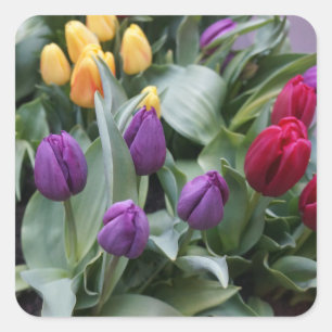 Red, Yellow & Purple Tulips Stickers