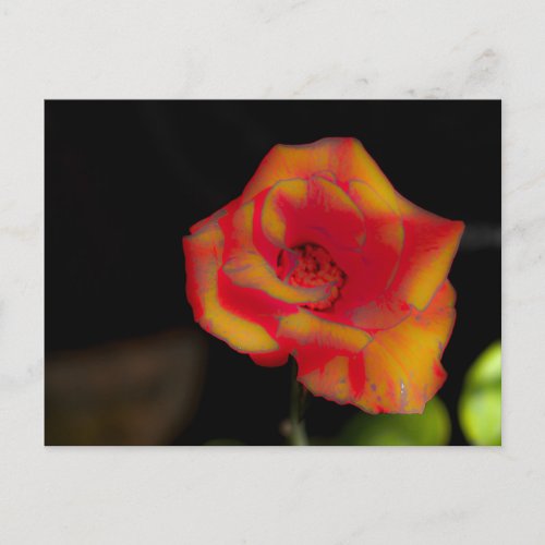 Red yellow rose blossom postcard