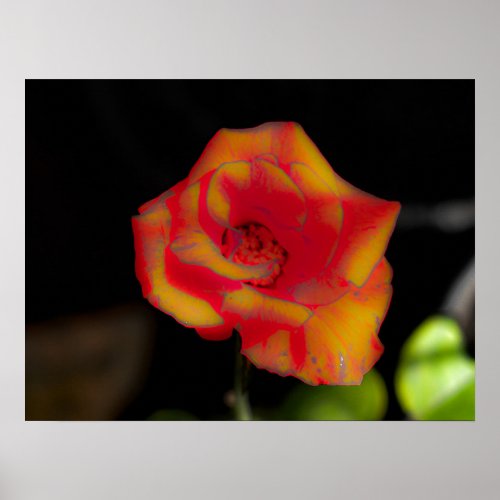 Red yellow rose blossom poster