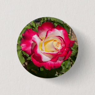 Red & Yellow Rose Button