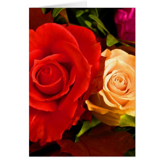 Red Yellow Rose Cards (Front)