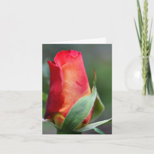 Red Yellow Rosebud Flower Photography Note Card
