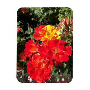 Red & Yellow Roses, Portland, Oregon Magnet