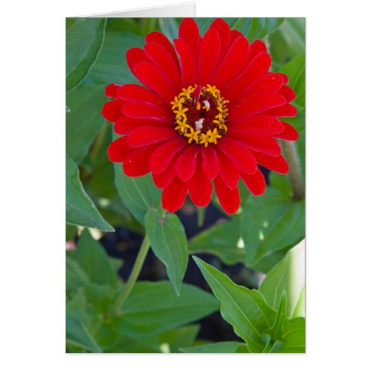 Red Zinnia 2 Cards (Front)