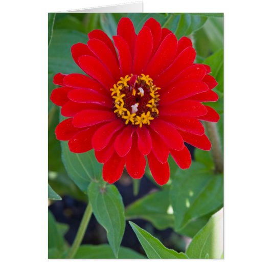 Red Zinnia Cards (Front)