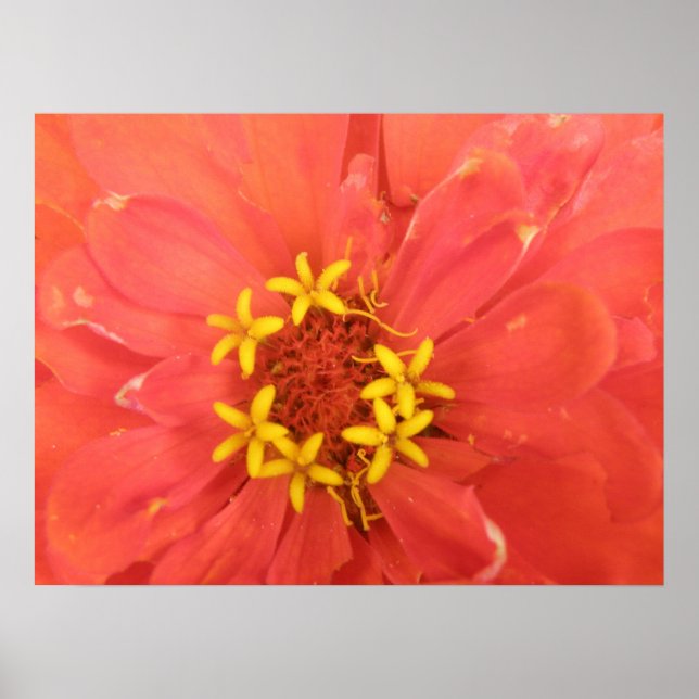 Red Zinnia Macro Print (Front)
