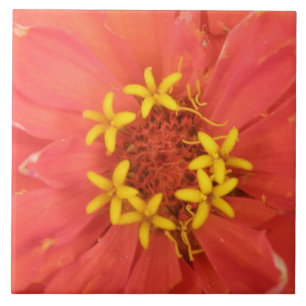 Red Zinnia Macro Tile