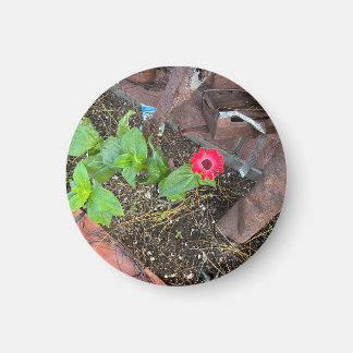 Red Zinnia with Rusty Objects Magnet