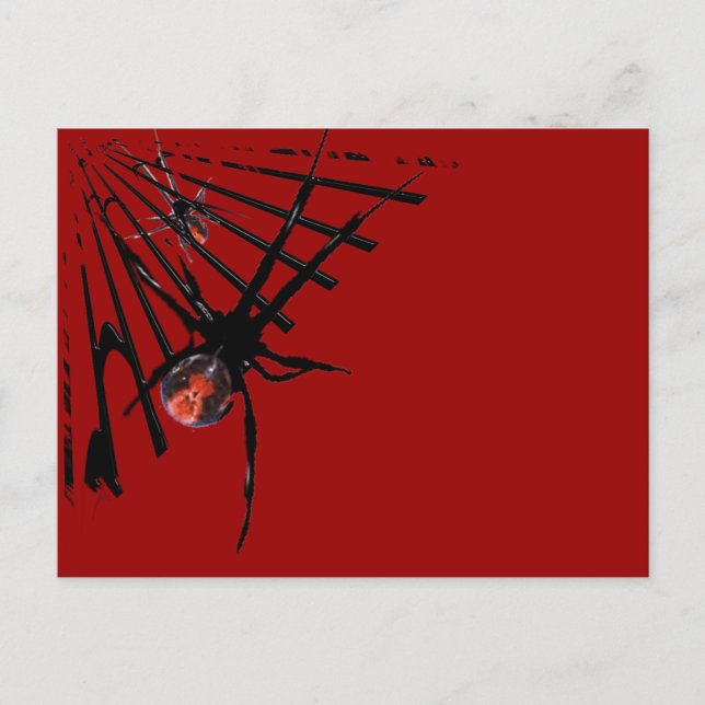 Redback Spider Postcard (Front)