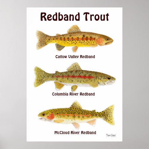 Redband Trout Poster