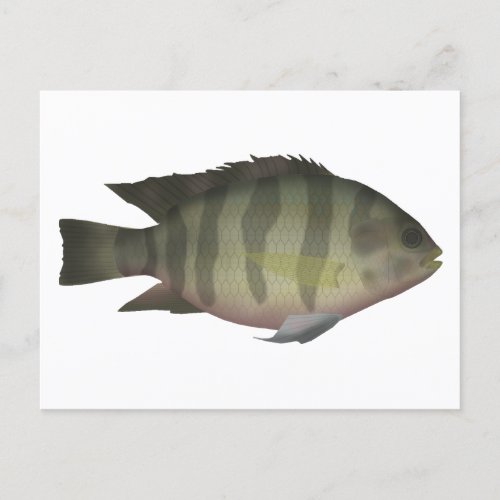 Redbelly Tilapia Postcard