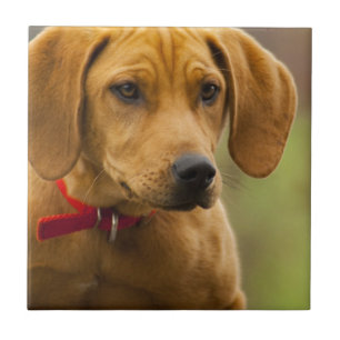 Redbone Coon Hound Dog Puppy Tile