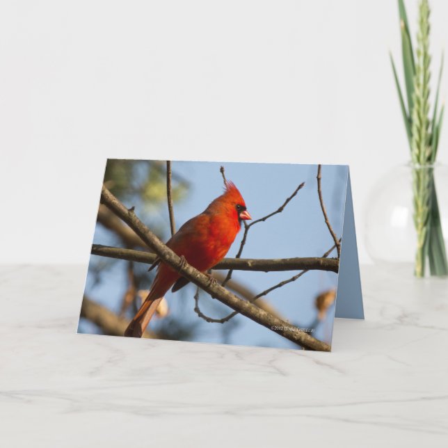 Redboy Watching Card (Front)