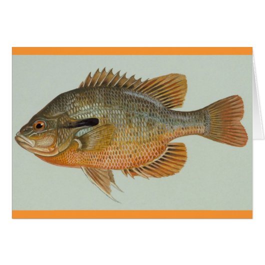 Redbreast Sunfish - Lepomis auritus (Front Horizontal)