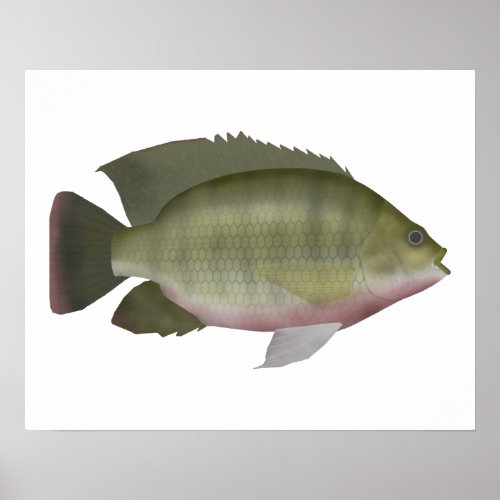 Redbreast Tilapia Poster