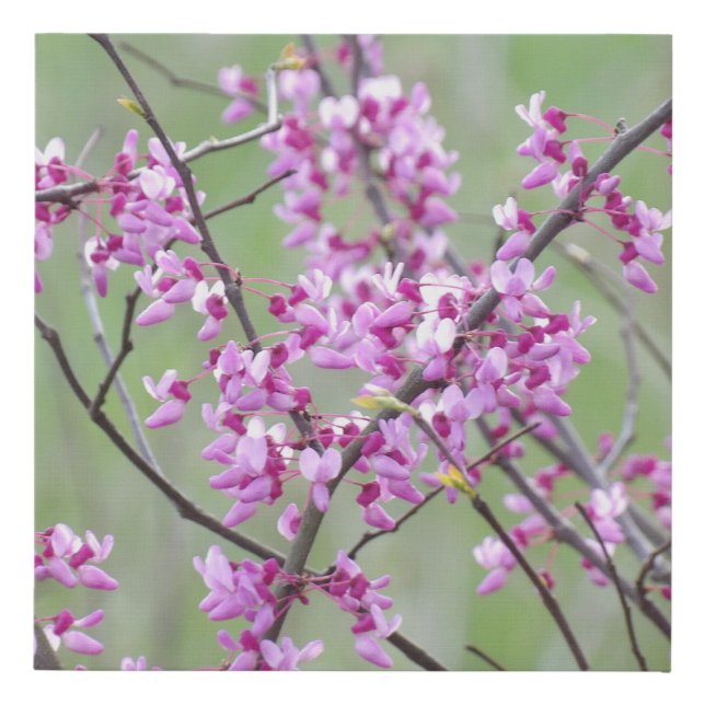 Redbud at Pokagon State Park Faux Canvas Print (Front)