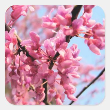 Redbud Blossoms Stickers by runninragged at Zazzle