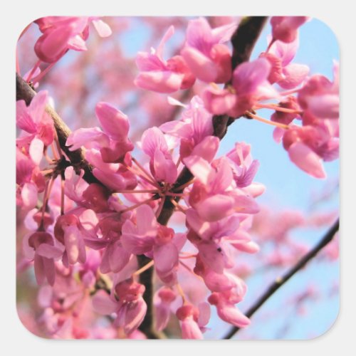 Redbud Blossoms Stickers