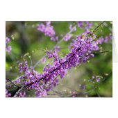 Redbud Cards (Front Horizontal)