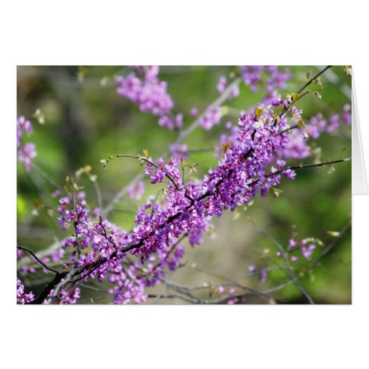 Redbud Cards (Front Horizontal)