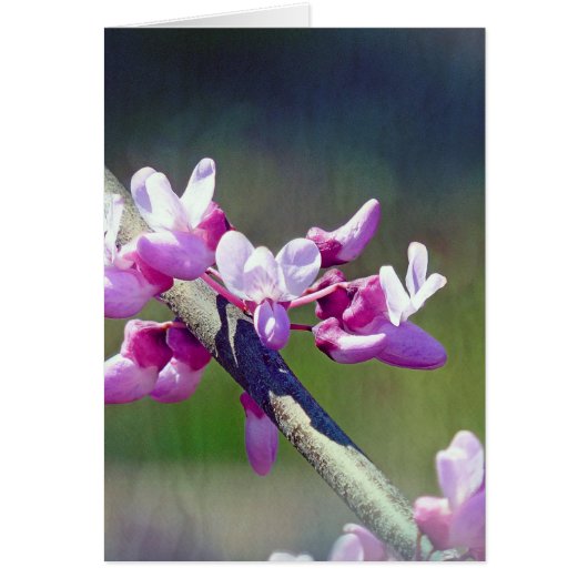 RedBud Cards (Front)