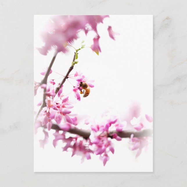 Redbud & honeybee in Springtime Invitation Postcard (Front)