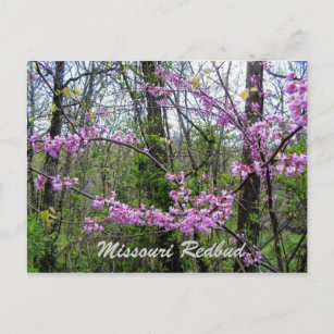 Redbud Missouri  Postcard