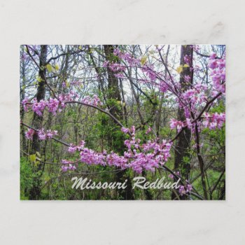 Redbud Missouri  Postcard by Susang6 at Zazzle