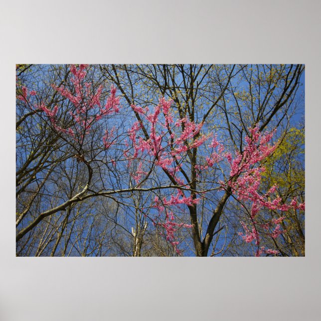 Redbud Tree (Cercis) Blooming in Spring Poster (Front)