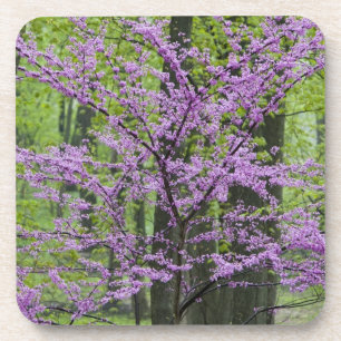 Redbud trees in full spring bloom near Defiance Beverage Coaster