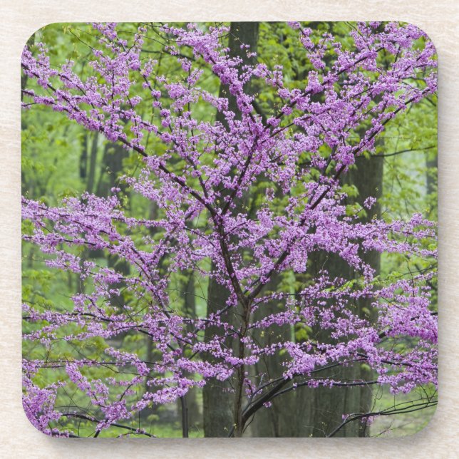 Redbud trees in full spring bloom near Defiance Beverage Coaster (Front)