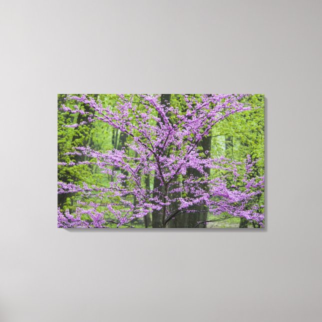 Redbud trees in full spring bloom near Defiance Canvas Print (Front)