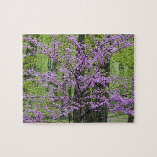 Redbud trees in full spring bloom near Defiance Jigsaw Puzzle