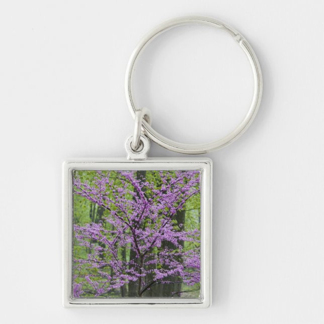 Redbud trees in full spring bloom near Defiance Keychain (Front)