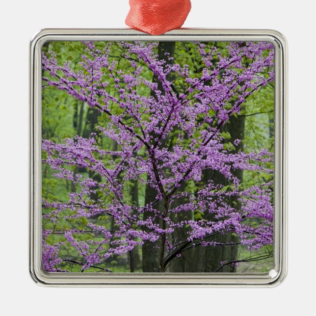 Redbud trees in full spring bloom near Defiance Metal Ornament (Front)