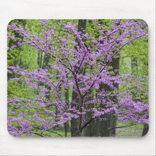 Redbud trees in full spring bloom near Defiance Mouse Pad