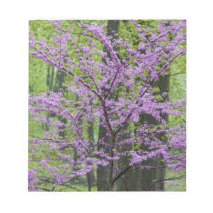 Redbud trees in full spring bloom near Defiance Notepad