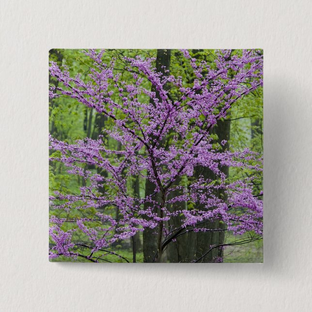 Redbud trees in full spring bloom near Defiance Pinback Button (Front)