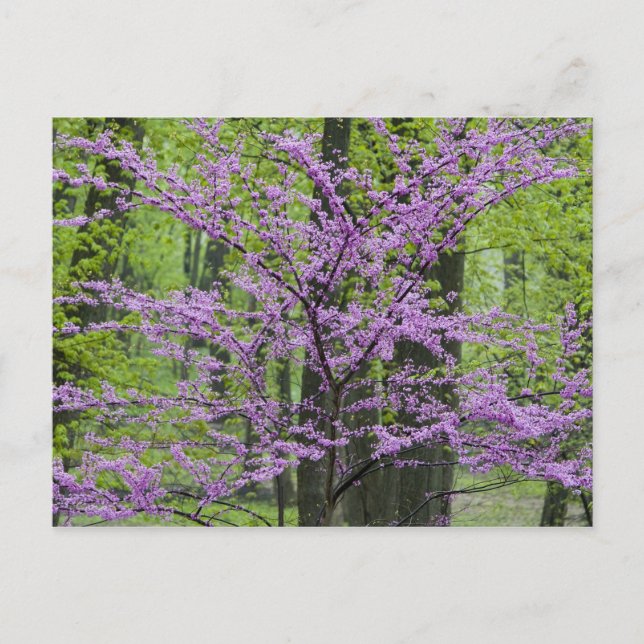 Redbud trees in full spring bloom near Defiance Postcard (Front)