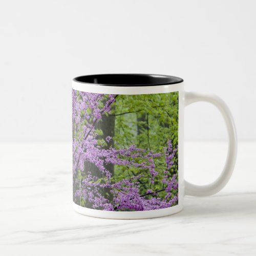 Redbud trees in full spring bloom near Defiance Two_Tone Coffee Mug