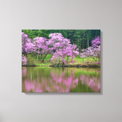 Redbud Trees in Spring 1 Canvas Print
