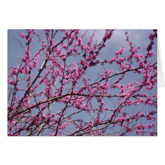 Redbuds (Front Horizontal)